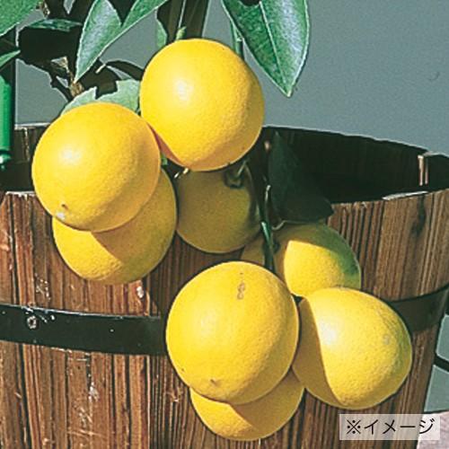 檸檬（レモン）の苗木 マイヤーレモン : 植物・園芸専門店 花育通販