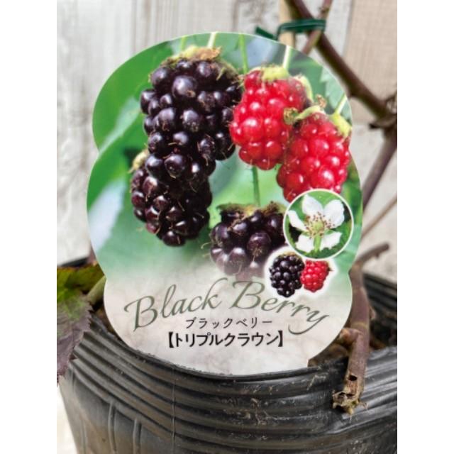 大実ブラックベリー トリプルクラウンの苗木 : 植物・園芸専門店 花育