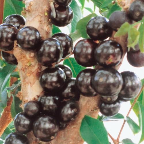 ジャボチカバ 苗木 12-15cmポット 苗 熱帯果樹 : 植物・園芸専門店 花
