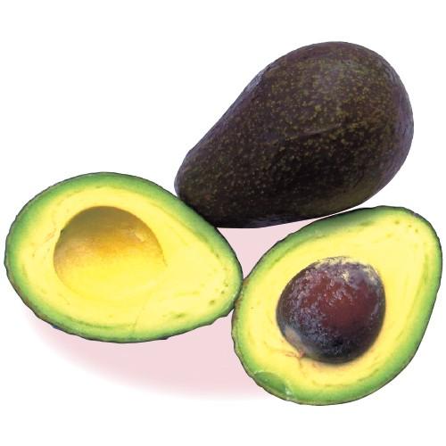 熱帯果樹　アボカドの苗木（接木苗） | 