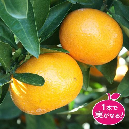蜜柑(ミカン)の苗木 ゆら早生 : 植物・園芸専門店 花育通販Yahoo
