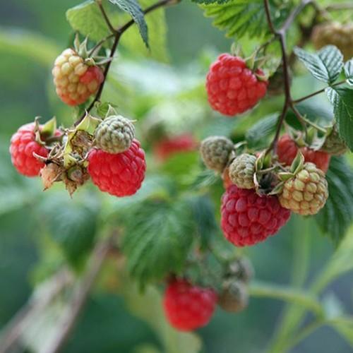 ラズベリー(キイチゴ)苗木 グレンアンプル : 植物・園芸専門店 花育