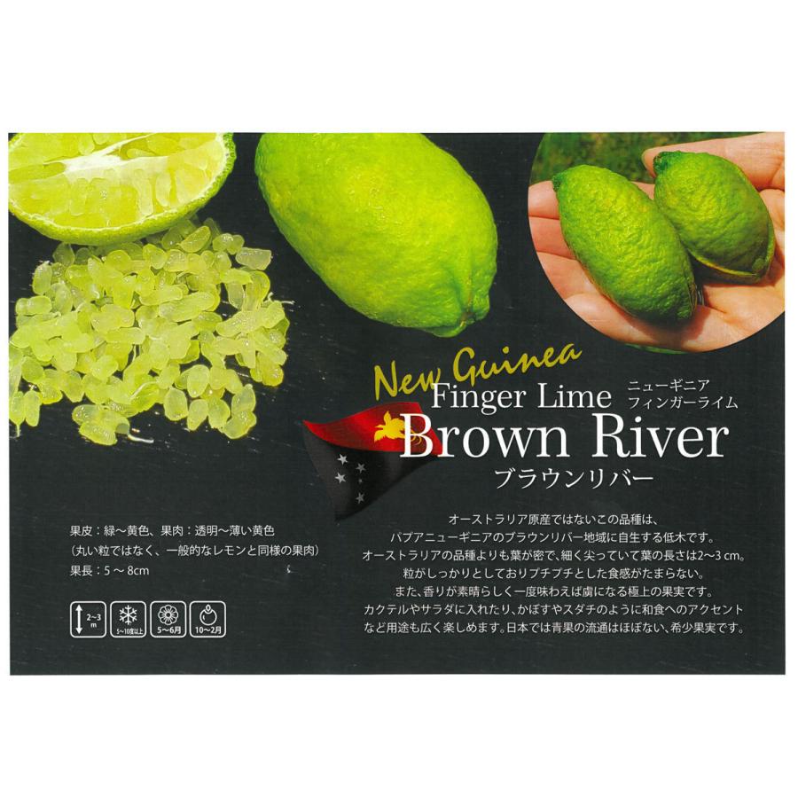 フィンガーライム ブラウンリバー苗木 接木1年生 Ki Kazyu 4 花育通販yahoo 店 通販 Yahoo ショッピング