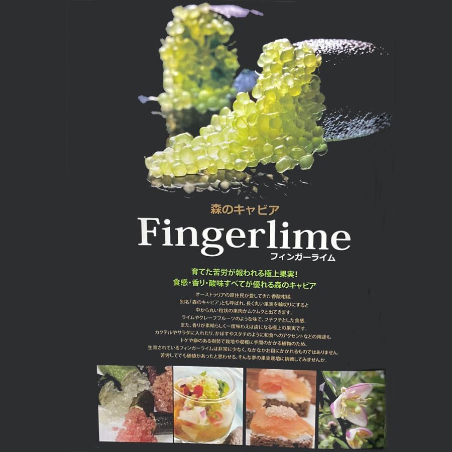 フィンガーライム ブラウンリバー苗木 接木1年生 Ki Kazyu 4 花育通販yahoo 店 通販 Yahoo ショッピング