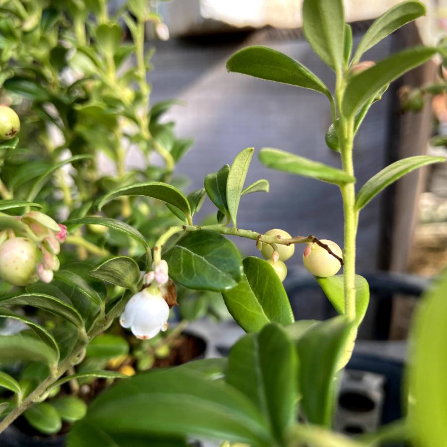 リンゴンベリー コケモモ の苗 12ｃｍポット Ki Kazyu 425 2 花育通販yahoo 店 通販 Yahoo ショッピング