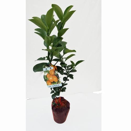 金柑苗木 寧波（ニンポウ）金柑 : 植物・園芸専門店 花育通販Yahoo!店 