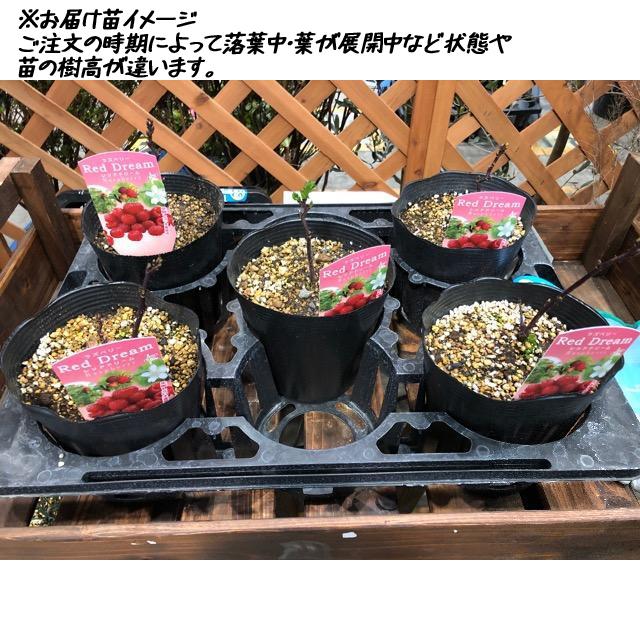 最新品種　紅リーチ錦　　　　ビック王特大群生　抜き苗 キイチゴ苗木 超大王（レッドドリーム） ウルトララズベリー : 植物