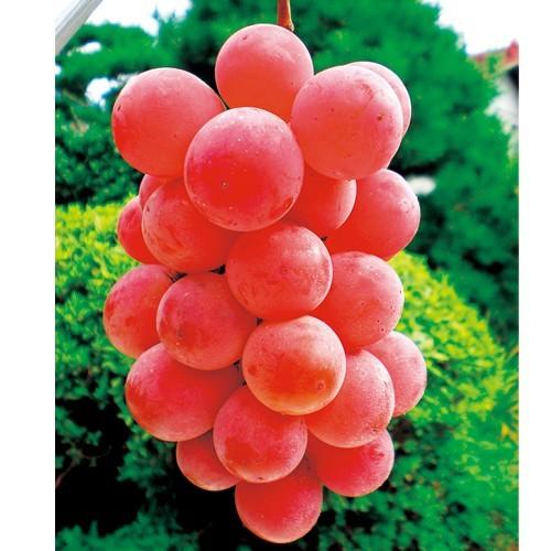 葡萄(ぶどう)苗木 シナノスマイル : 植物・園芸専門店 花育通販