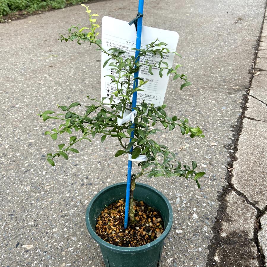 フィンガーライム クリムゾンタイド リトルルビー果実付きカラタチ接木