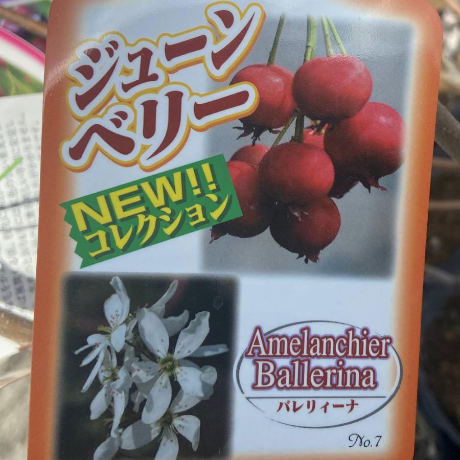 ジューンベリー（ジュンベリー） バレリーナ苗木 : 植物・園芸専門店