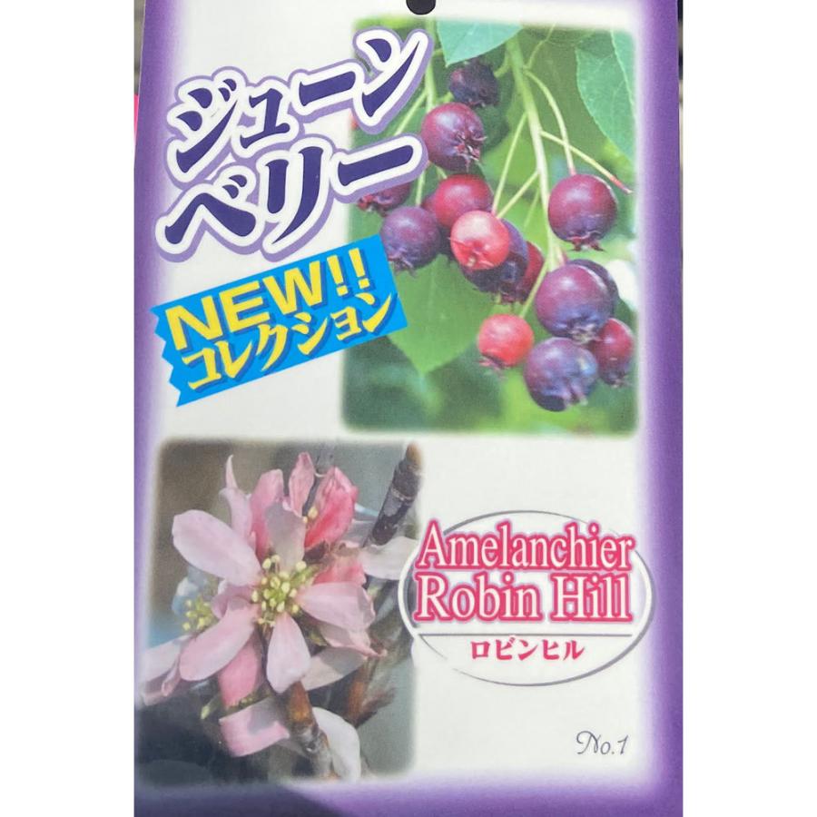 ジューンベリー（ジュンベリー） ロビンヒル苗木 : 植物・園芸専門店