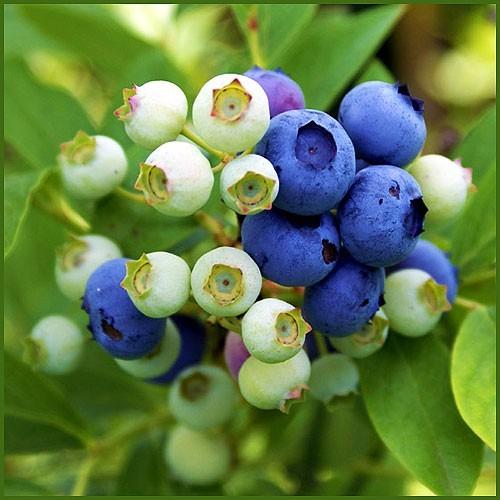 ブルーベリー苗木2品種植え ラビットアイ系（6号鉢） : 植物・園芸専門
