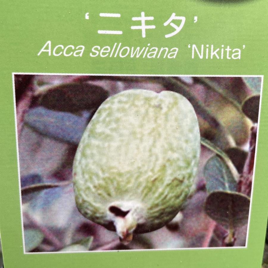 フェイジョアの苗木 ニキタ（挿し木） : 植物・園芸専門店 花育通販