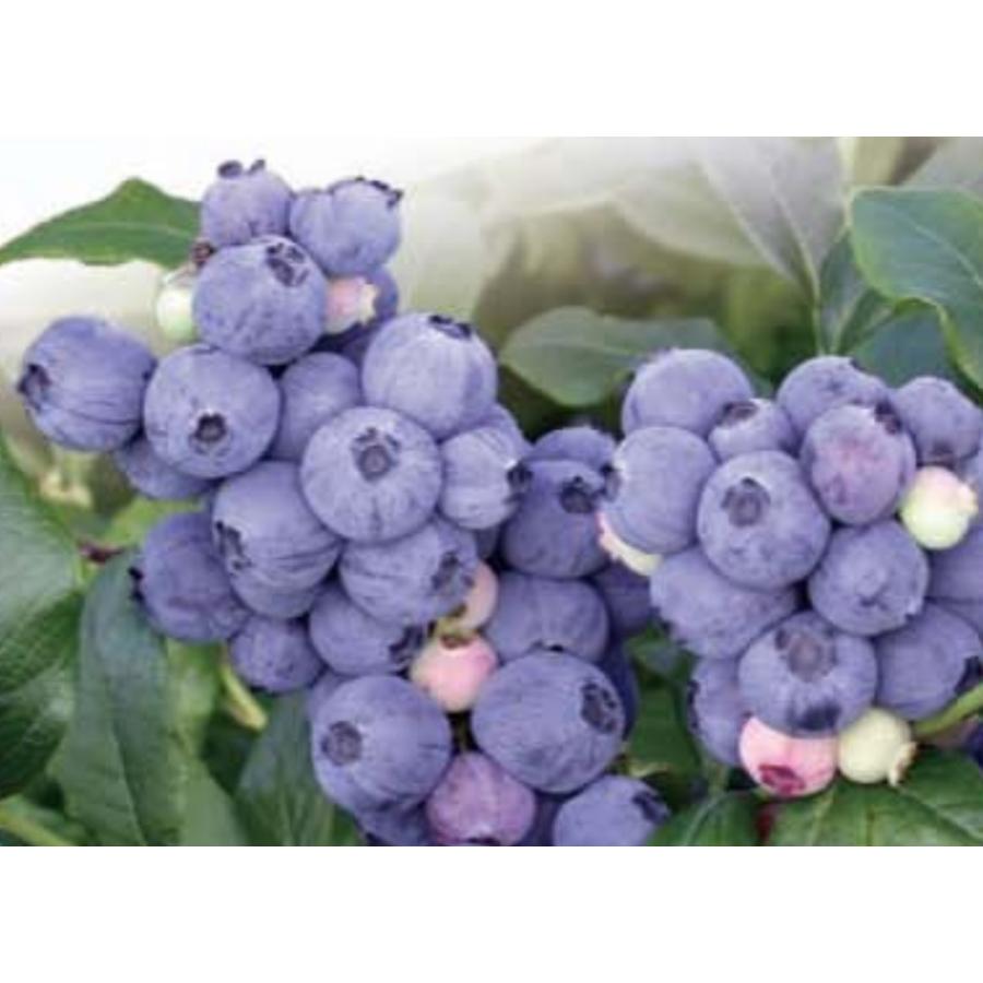 ブルーベリー苗木 ブルーマフィン ハイブリッド系 2季なり : 植物