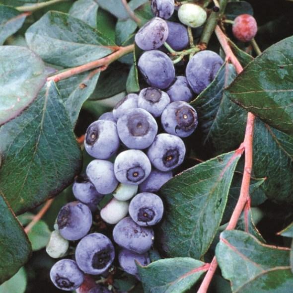 ブルーベリー苗木 タカヘ ラビットアイ系 : 植物・園芸専門店 花育通販