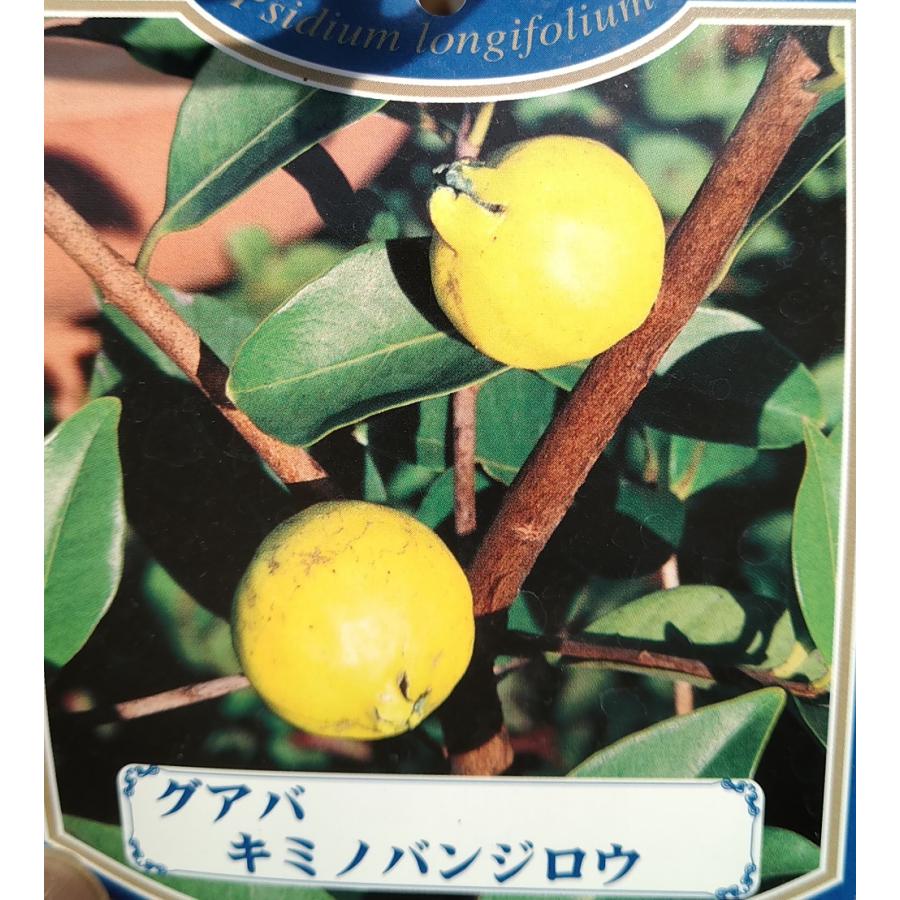 イエローストロベリーグアバの苗木 キミノバンジロウ : 植物・園芸専門