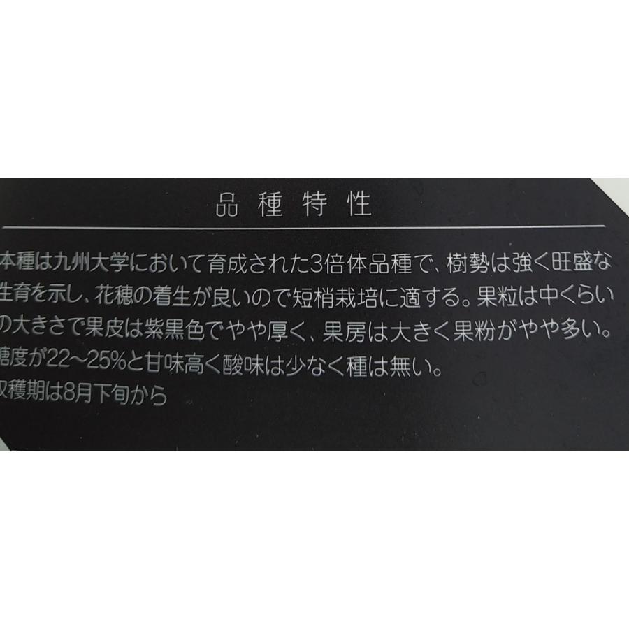 種なしブドウ苗木 BKシードレス（挿し木苗） : 植物・園芸専門店 花育