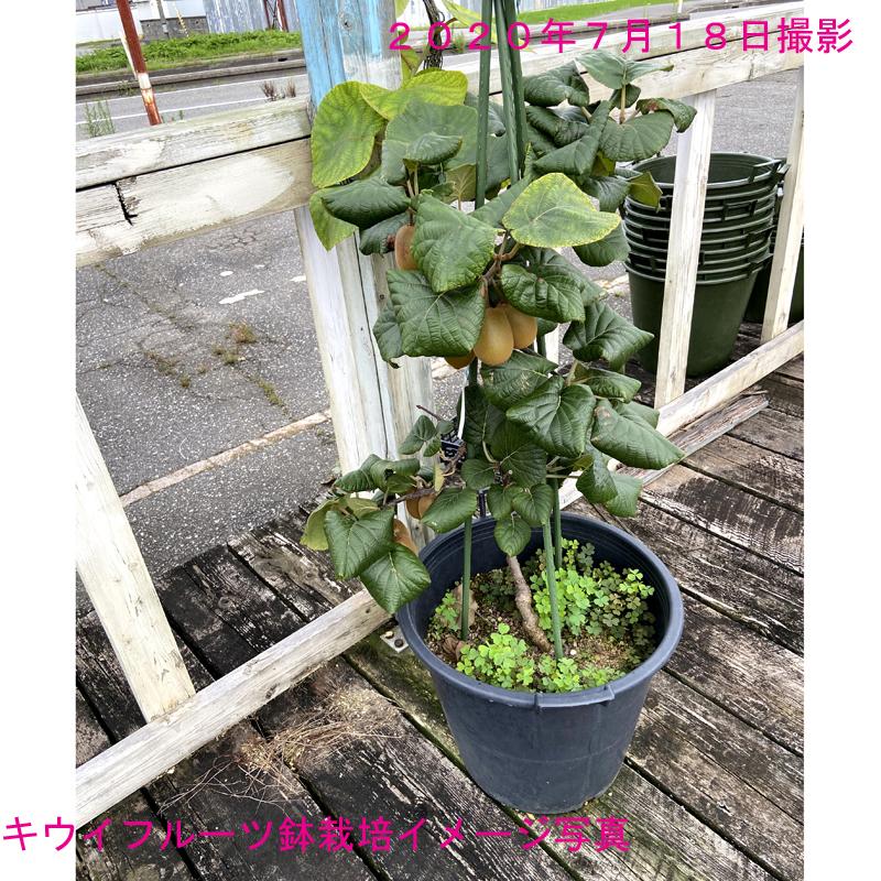 キウイフルーツ苗木 ゴールデンキングと授粉用雄木セット : 植物 キウイフルーツ苗木 ゴールデンキングと授粉用雄木セット : 植物
