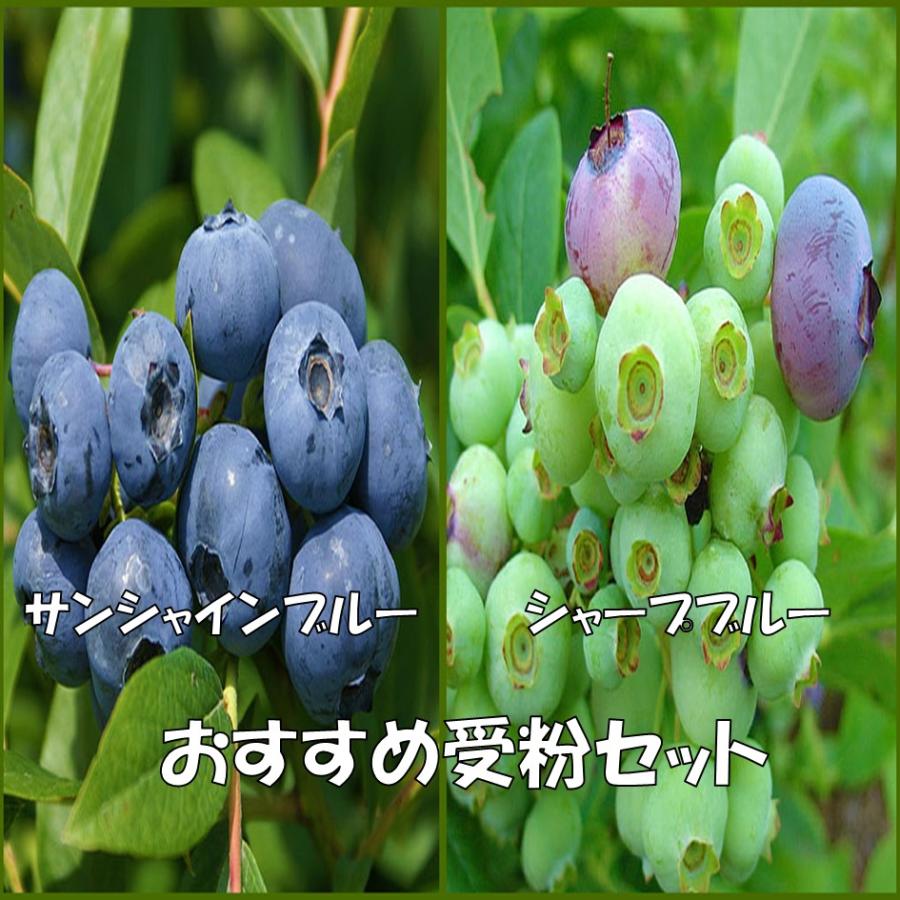 ブルーベリー苗木 おすすめ2品種セット サンシャインブルーとシャープ