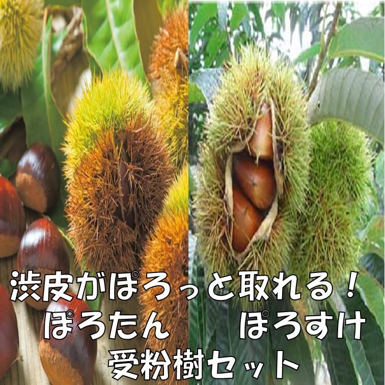 栗苗木 ぽろたんとぽろすけ 受粉樹セット : 植物・園芸専門店 花育通販