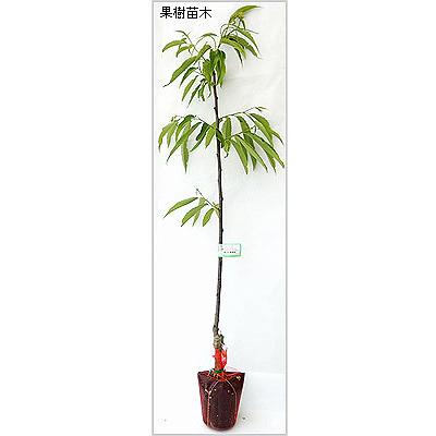 栗の木　ぽろたん　オマケ鬼子苗木1本 栗 苗木 ぽろたん 3年生接木大苗 1m苗 産地で剪定済 1.0m苗 登録