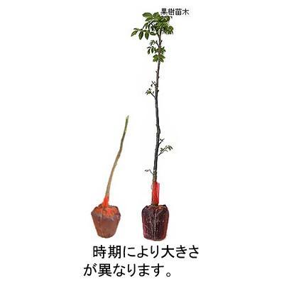 クルミ苗木 菓子くるみと鬼胡桃（オニクルミ） 受粉樹セット : 植物