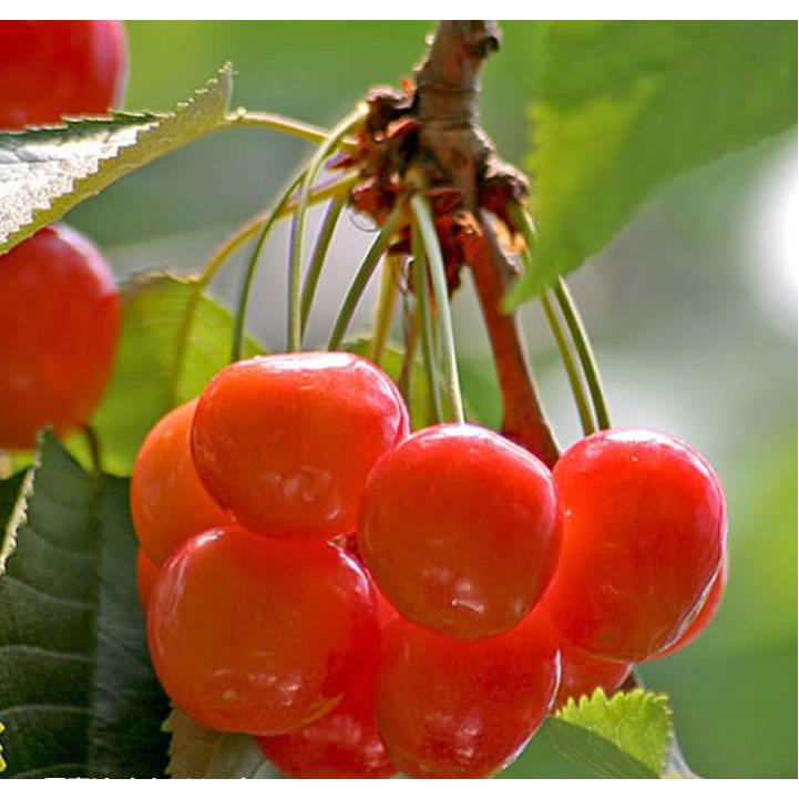 さくらんぼ　苗木　佐藤錦　ナポレオン　三年 さくらんぼ苗木佐藤錦ナポレオン三年