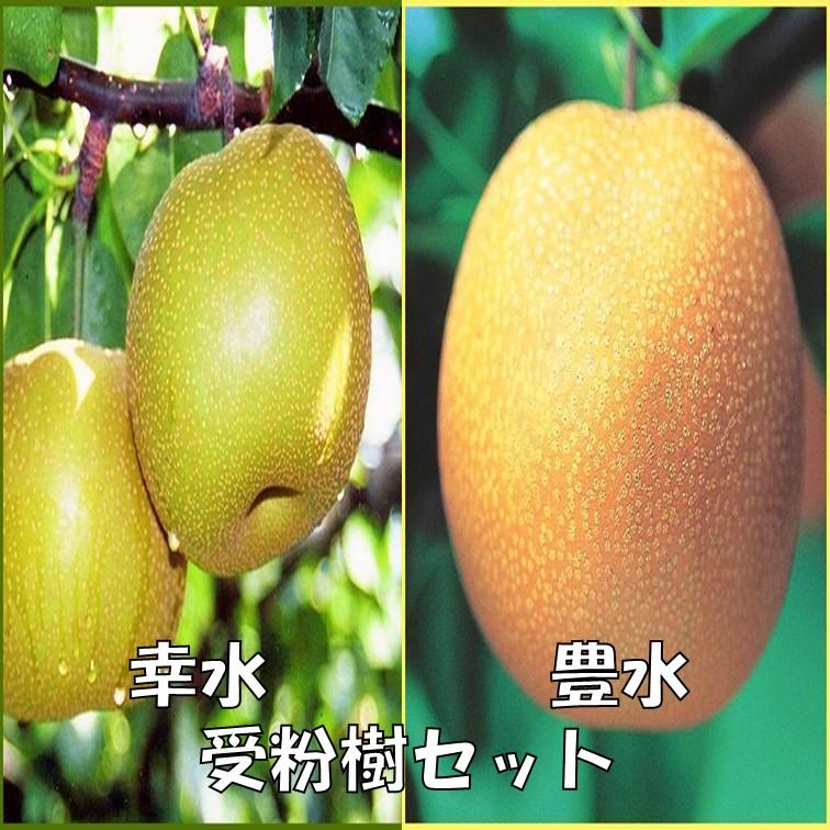 梨苗木 幸水と豊水 受粉樹セット : 植物・園芸専門店 花育通販Yahoo!店