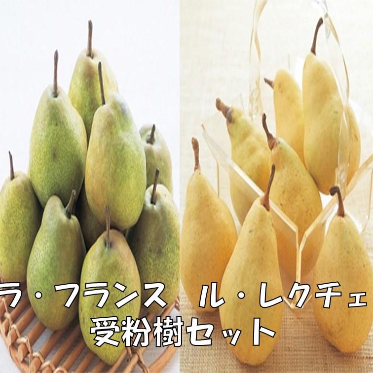 梨ナシ苗木 ラフランスとルレクチェ 受粉樹セット : 植物・園芸専門店