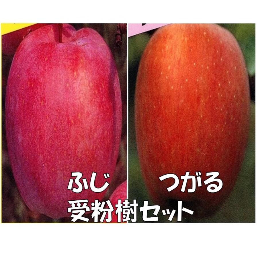 林檎（りんご）苗木 富士（ふじ）と津軽（つがる） 受粉樹セット