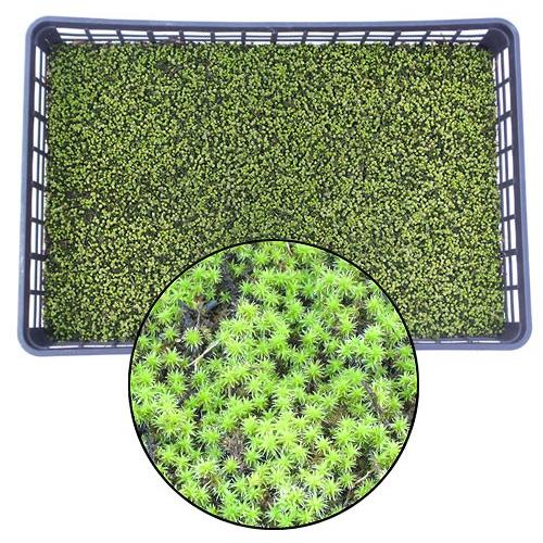 訳ありセール格安 スナゴケ 砂苔 300 450mm ネットマット 8枚セット 激安特価 Esiba Tg