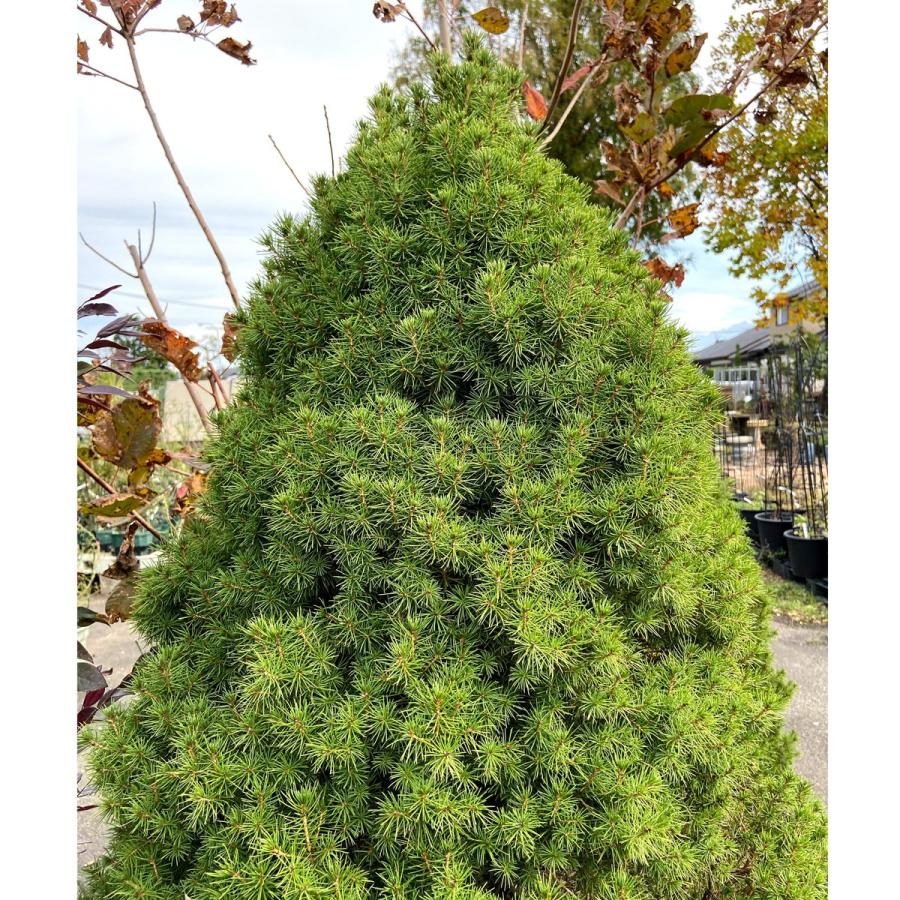 コニファー ピセア・グラウカ・コニカ（カナダトウヒ）の苗 : 植物