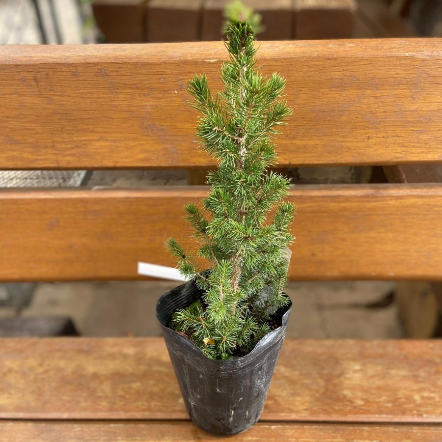 コニファー ピセア・グラウカ・コニカ（カナダトウヒ）の苗 : 植物 