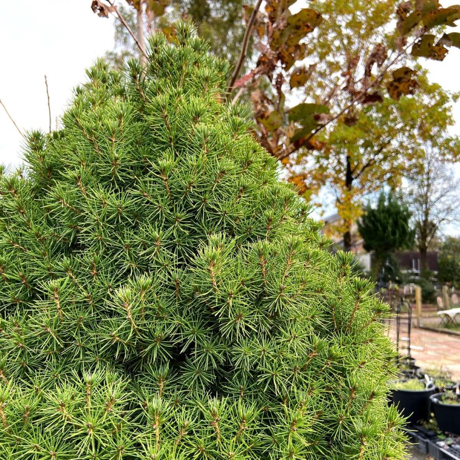 コニファー ピセア・グラウカ・コニカ（カナダトウヒ）の苗 : 植物