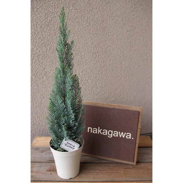コニファー ローソンヒノキ エルウッズエンパイア の苗木 ４号ポット苗 Ki Konifa 018 2 花育通販yahoo 店 通販 Yahoo ショッピング