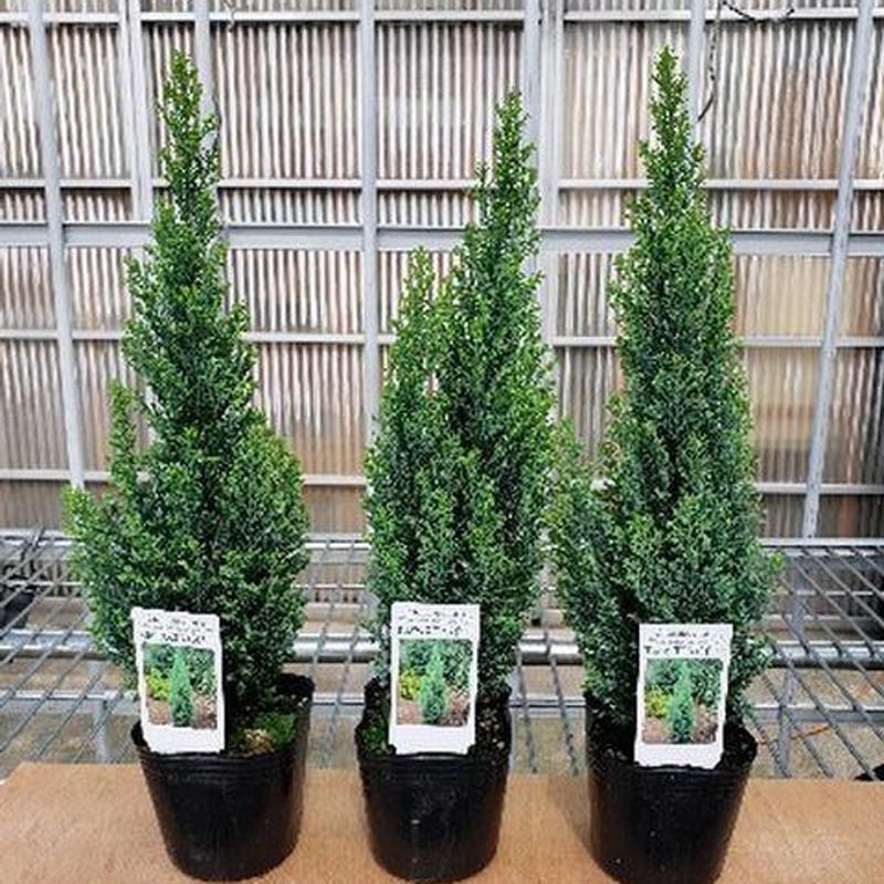 コニファー ローソンヒノキ エルウッズエンパイア の苗木 9ｃｍポット苗 Ki Konifa 018 花育通販yahoo 店 通販 Yahoo ショッピング