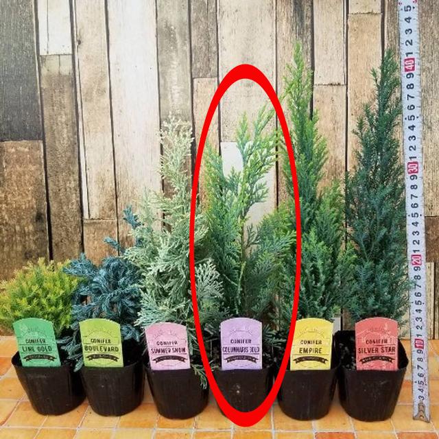 コニファー ローソンヒノキ コルムナリスゴールド の苗木 9ｃｍポット苗 Ki Konifa 019 花育通販yahoo 店 通販 Yahoo ショッピング