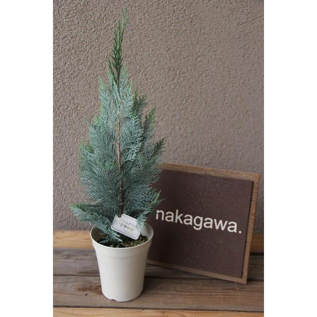コニファー コルムナリスグラウカの苗木 4号 : 植物・園芸専門店 花育