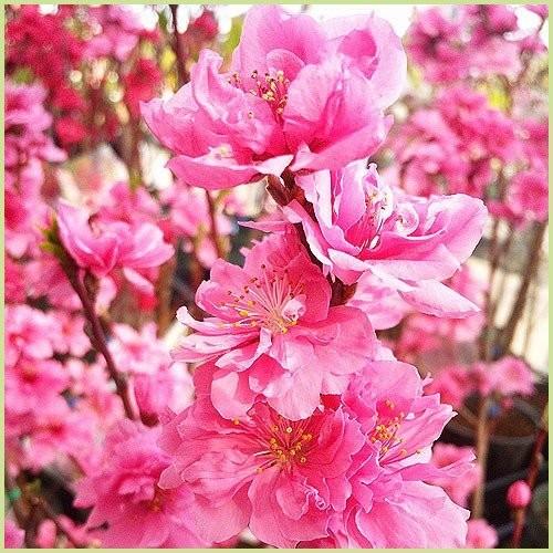 花桃の苗木 照手桃（ピンク花） : 植物・園芸専門店 花育通販Yahoo!店
