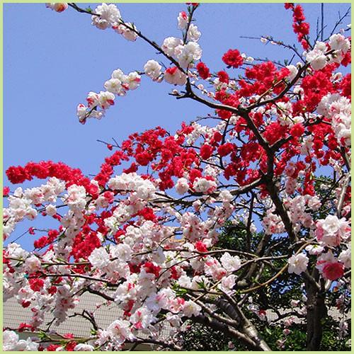 花桃の苗木 源平しだれ桃(咲き分け) : 植物・園芸専門店 花育 花桃の苗木 源平しだれ桃(咲き分け) : 植物・園芸専門店 花育