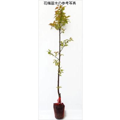 花梅の苗木 鹿児島紅梅 : 植物・園芸専門店 花育通販Yahoo!店 - 通販