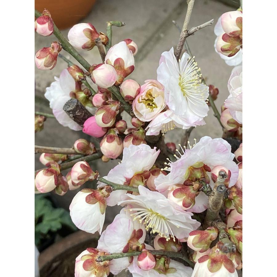 花梅の苗木 思いのまま（咲き分け） : 植物・園芸専門店 花育通販Yahoo
