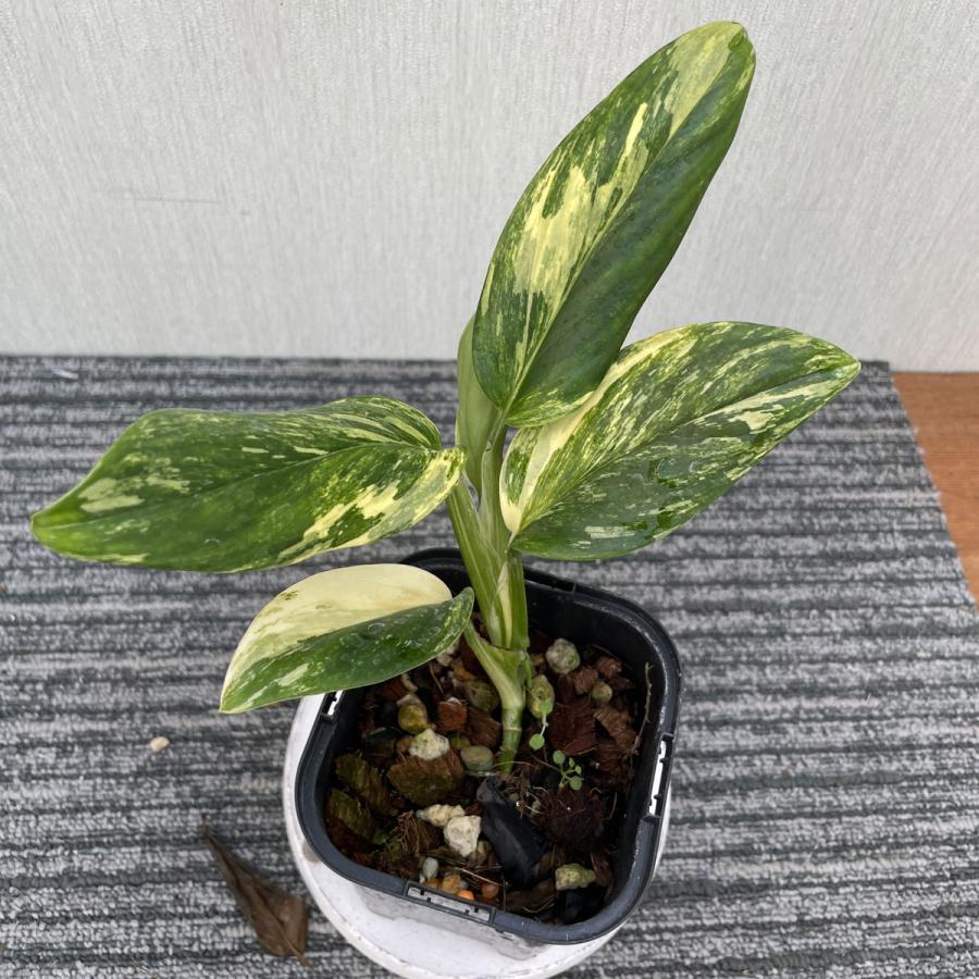 超希少❗️斑入り❗️モンステラ　スタンデリアナ　バリエガータ✨ Amazon｜斑入りハネカズラ モンステラ スタンデリアナ