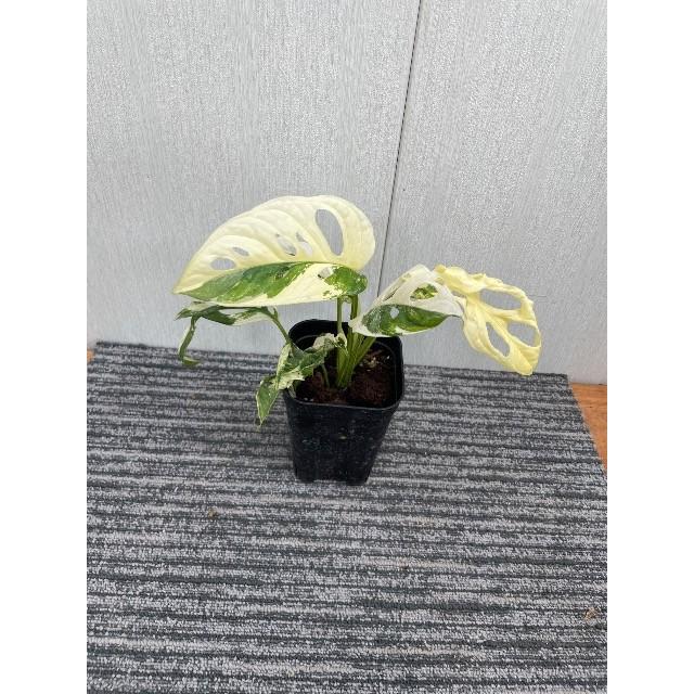 斑入りマドカズラ（窓蔓） 3.5号 Monstera andansonii varigata : 植物