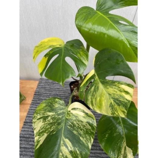 黄斑モンステラ 4号 苗 観葉植物 Monstera deliciosa borsigiana 