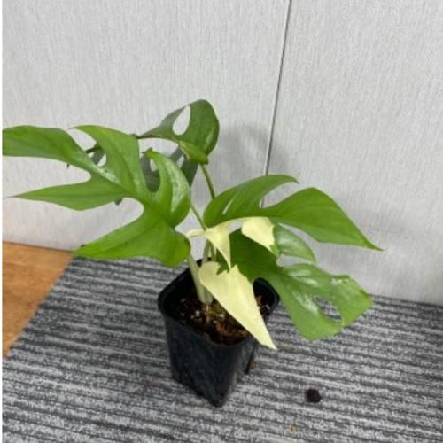 斑入り 姫モンステラ 3.5号苗 観葉植物 ヒメモンステラ モンステラ