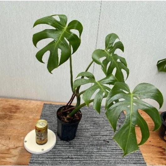 モンステラ デリシオサ コンパクタ Monstera deliciosa compacta 5号鉢