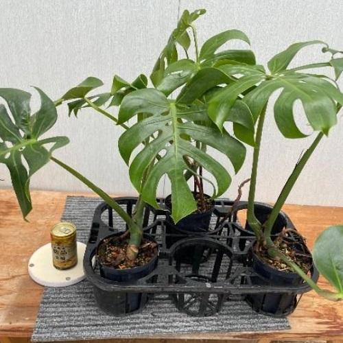 モンステラ デリシオサ コンパクタ Monstera deliciosa compacta 5号鉢