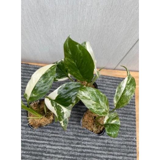 斑入りモンステラ レクレリアナ バリエガータ 2.5-3号 苗 観葉植物