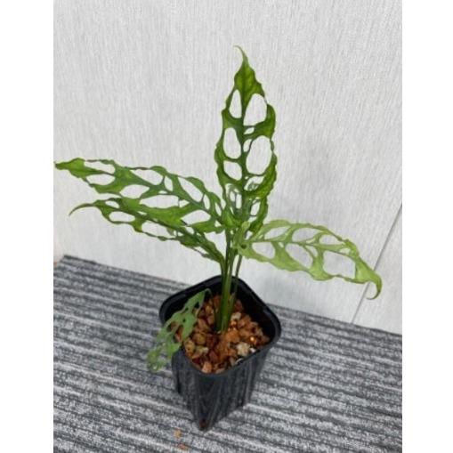 モンステラ オブリクア ペルー 3号 苗 観葉植物 Monstera Obliqua Peru
